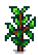 regrowth
