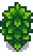 regrowth