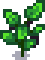 regrowth