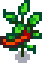 harvest