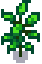 regrowth