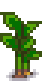harvest