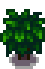 regrowth
