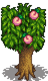 Cây Peach cho trái trong Stardew Valley